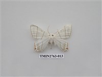 藏品(尺蛾332)的圖片